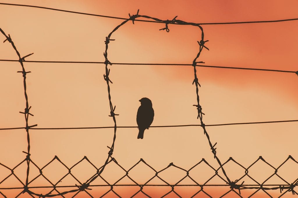 bird on a wire, wire mesh, sunset